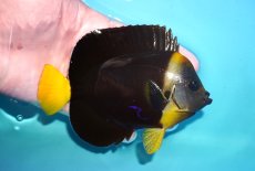 画像2: 【海水魚・ヤッコ】【通販】人工飼料OK♪パソニファー（Mサイズ）(個体販売）（±13cm）No.1（生体）(海水魚) (2)