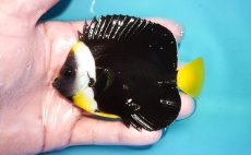画像1: 【海水魚・ヤッコ】【通販】人工飼料OK♪パソニファー（Mサイズ）(個体販売）（±10cm）No.3（生体）(海水魚) (1)