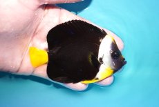 画像2: 【海水魚・ヤッコ】【通販】人工飼料OK♪パソニファー（Mサイズ）(個体販売）（±10cm）No.3（生体）(海水魚) (2)