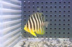 画像1: 【海水魚・ヤッコ】【通販】状態良好♪シマヤッコ（Sサイズ）(個体販売）（±4cm）No.3（生体）(海水魚) (1)