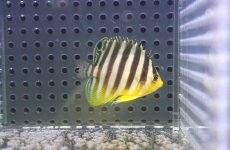 画像2: 【海水魚・ヤッコ】【通販】状態良好♪シマヤッコ（Sサイズ）(個体販売）（±4cm）No.3（生体）(海水魚) (2)