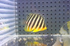 画像1: 【海水魚・ヤッコ】【通販】状態良好♪シマヤッコ（Sサイズ）(個体販売）（±4cm）No.4（生体）(海水魚) (1)