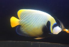 画像1: 【海水魚・ヤッコ】【通販】状態良好♪【インド洋産】タテジマキンチャクダイ（オレンジテール/XLサイズ）(個体販売）（±28cm）No.1（生体）(海水魚) (1)