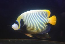 画像2: 【海水魚・ヤッコ】【通販】状態良好♪【インド洋産】タテジマキンチャクダイ（オレンジテール/XLサイズ）(個体販売）（±28cm）No.1（生体）(海水魚) (2)