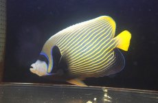 画像1: 【海水魚・ヤッコ】【通販】状態良好♪【インド洋産】タテジマキンチャクダイ（XLサイズ）(個体販売）（±25cm）No.2（生体）(海水魚) (1)