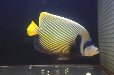 画像2: 【海水魚・ヤッコ】【通販】状態良好♪【インド洋産】タテジマキンチャクダイ（XLサイズ）(個体販売）（±25cm）No.2（生体）(海水魚) (2)