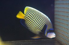 画像1: 【海水魚・ヤッコ】【通販】人工飼料OK♪【インド洋産】タテジマキンチャクダイ（Mサイズ）(個体販売）（±15cm）No.3（生体）(海水魚) (1)