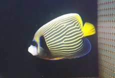 画像2: 【海水魚・ヤッコ】【通販】人工飼料OK♪【インド洋産】タテジマキンチャクダイ（Mサイズ）(個体販売）（±15cm）No.3（生体）(海水魚) (2)
