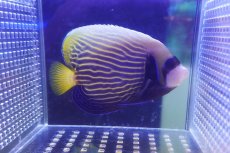 画像1: 【海水魚・ヤッコ】【通販】人工飼料OK♪【インド洋産】タテジマキンチャクダイ（SMサイズ）(個体販売）（±11cm）No.4（生体）(海水魚) (1)