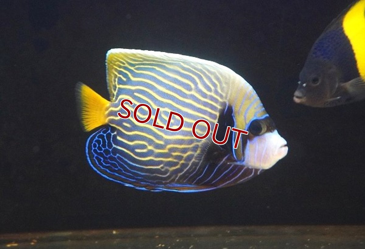 画像1: 【アーリーサマーセール10%OFFクーポン番号（10）対象商品 海水魚】【海水魚・ヤッコ】【通販】人工飼料OK♪【インド洋産】ウズキン（Lサイズ）(個体販売）（±12cm）No.1（生体）(海水魚) (1)