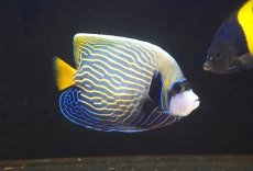画像1: 【海水魚・ヤッコ】【通販】人工飼料OK♪【インド洋産】ウズキン（Lサイズ）(個体販売）（±12cm）No.1（生体）(海水魚) (1)