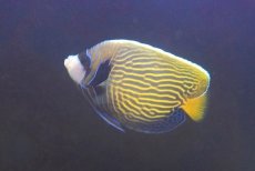 画像2: 【海水魚・ヤッコ】【通販】人工飼料OK♪【インド洋産】ウズキン（Lサイズ）(個体販売）（±12cm）No.1（生体）(海水魚) (2)