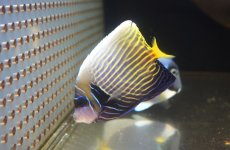 画像1: 【海水魚・ヤッコ】【通販】人工飼料OK♪【インド洋産】ウズキン（Lサイズ）(個体販売）（±11cm）No.2（生体）(海水魚) (1)