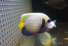 画像2: 【海水魚・ヤッコ】【通販】人工飼料OK♪【インド洋産】ウズキン（Lサイズ）(個体販売）（±11cm）No.2（生体）(海水魚) (2)