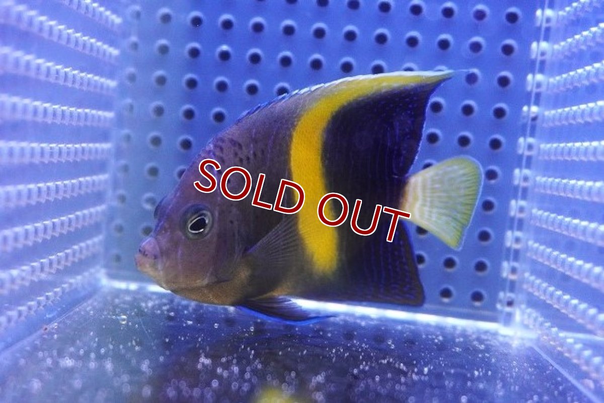 画像1: 【海水魚・ヤッコ】【通販】人工飼料OK♪マクロス（SMサイズ）(個体販売）（±7.5cm）（生体）(海水魚) (1)
