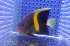 画像1: 【海水魚・ヤッコ】【通販】状態良好♪マクロス（SMサイズ）(個体販売）（±7.5cm）（生体）(海水魚) (1)