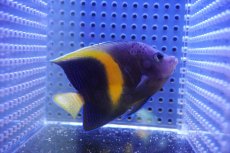 画像2: 【海水魚・ヤッコ】【通販】状態良好♪マクロス（SMサイズ）(個体販売）（±7.5cm）（生体）(海水魚) (2)