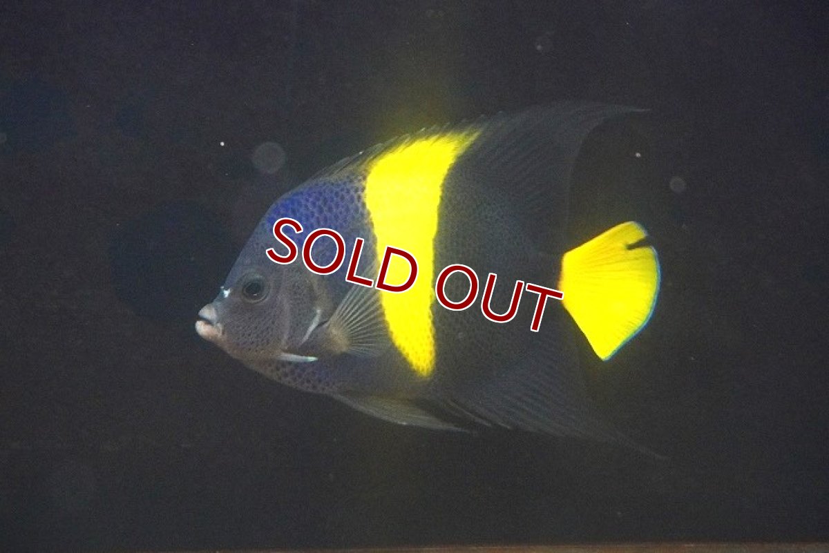 画像1: 【アーリーサマーセール10%OFFクーポン番号（10）対象商品 海水魚】【アーリーサマーセールスペシャル価格！】【海水魚・ヤッコ】【通販】人工飼料OK♪アズファー（Mサイズ）(個体販売）（±12cm）No.1（生体）(海水魚) (1)