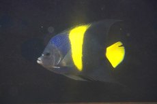 画像1: 【海水魚・ヤッコ】【通販】状態良好♪アズファー（Mサイズ）(個体販売）（±12cm）No.1（生体）(海水魚) (1)