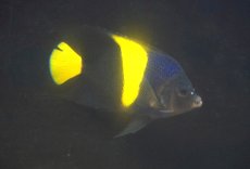 画像2: 【海水魚・ヤッコ】【通販】状態良好♪アズファー（Mサイズ）(個体販売）（±12cm）No.1（生体）(海水魚) (2)