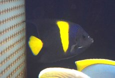 画像2: 【海水魚・ヤッコ】【通販】状態良好♪アズファー（Mサイズ）(個体販売）（±10cm）No.2（生体）(海水魚) (2)