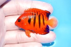 画像1: 【海水魚・ヤッコ】【通販】人工飼料OK♪【クリスマス島産】フレームエンゼル（SM)(個体販売）（±5.5cm）No.1（生体）(海水魚) (1)