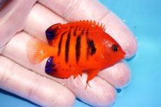 画像2: 【海水魚・ヤッコ】【通販】人工飼料OK♪【クリスマス島産】フレームエンゼル（SM)(個体販売）（±5.5cm）No.1（生体）(海水魚) (2)