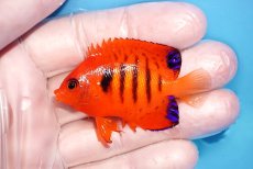 画像1: 【海水魚・ヤッコ】【通販】人工飼料OK♪【クリスマス島産】フレームエンゼル（SM)(個体販売）（±5.5cm）No.2（生体）(海水魚) (1)