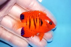 画像2: 【海水魚・ヤッコ】【通販】人工飼料OK♪【クリスマス島産】フレームエンゼル（SM)(個体販売）（±5.5cm）No.2（生体）(海水魚) (2)