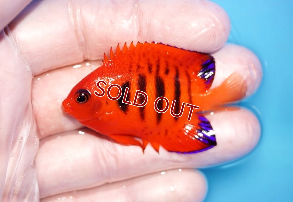 画像1: 【海水魚・ヤッコ】【通販】人工飼料OK♪【クリスマス島産】フレームエンゼル（SM)(個体販売）（±5.5cm）No.3（生体）(海水魚) (1)