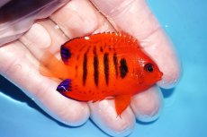 画像2: 【海水魚・ヤッコ】【通販】人工飼料OK♪【クリスマス島産】フレームエンゼル（SM)(個体販売）（±5.5cm）No.3（生体）(海水魚) (2)