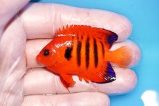 画像1: 【海水魚・ヤッコ】【通販】人工飼料OK♪【クリスマス島産】フレームエンゼル（M)(個体販売）（±6cm）No.4（生体）(海水魚) (1)