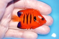 画像2: 【海水魚・ヤッコ】【通販】人工飼料OK♪【クリスマス島産】フレームエンゼル（M)(個体販売）（±6cm）No.4（生体）(海水魚) (2)