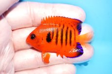 画像1: 【海水魚・ヤッコ】【通販】人工飼料OK♪【クリスマス島産】フレームエンゼル（M)(個体販売）（±6cm）No.5（生体）(海水魚) (1)