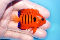 画像2: 【海水魚・ヤッコ】【通販】人工飼料OK♪【クリスマス島産】フレームエンゼル（M)(個体販売）（±6cm）No.5（生体）(海水魚) (2)