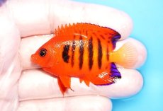 画像1: 【海水魚・ヤッコ】【通販】人工飼料OK♪【クリスマス島産】フレームエンゼル（M)(個体販売）（±6cm）No.6（生体）(海水魚) (1)