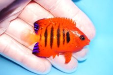 画像2: 【海水魚・ヤッコ】【通販】人工飼料OK♪【クリスマス島産】フレームエンゼル（M)(個体販売）（±6cm）No.6（生体）(海水魚) (2)