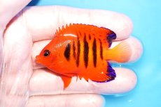 画像1: 【海水魚・ヤッコ】【通販】人工飼料OK♪【クリスマス島産】フレームエンゼル（M)(個体販売）（±6cm）No.7（生体）(海水魚) (1)