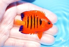 画像2: 【海水魚・ヤッコ】【通販】人工飼料OK♪【クリスマス島産】フレームエンゼル（M)(個体販売）（±6cm）No.7（生体）(海水魚) (2)
