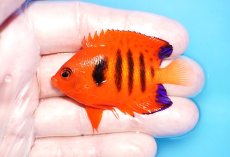 画像1: 【海水魚・ヤッコ】【通販】人工飼料OK♪【クリスマス島産】フレームエンゼル（M)(個体販売）（±6cm）No.8（生体）(海水魚) (1)