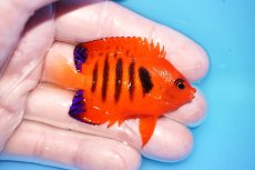 画像2: 【海水魚・ヤッコ】【通販】人工飼料OK♪【クリスマス島産】フレームエンゼル（M)(個体販売）（±6cm）No.8（生体）(海水魚) (2)