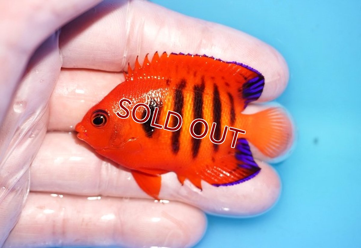 画像1: 【海水魚・ヤッコ】【通販】人工飼料OK♪【クリスマス島産】フレームエンゼル（M)(個体販売）（±6cm）No.9（生体）(海水魚) (1)