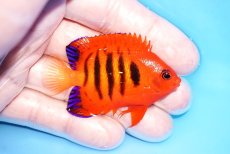 画像2: 【海水魚・ヤッコ】【通販】人工飼料OK♪【クリスマス島産】フレームエンゼル（M)(個体販売）（±6cm）No.9（生体）(海水魚) (2)