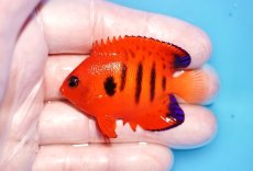 画像1: 【海水魚・ヤッコ】【通販】人工飼料OK♪【クリスマス島産】フレームエンゼル（M)(個体販売）（±6cm）No.10（生体）(海水魚) (1)