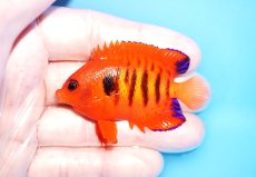 画像1: 【海水魚・ヤッコ】【通販】人工飼料OK♪【クリスマス島産】フレームエンゼル（M)(個体販売）（±6.5cm）No.11（生体）(海水魚) (1)
