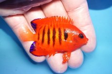 画像2: 【海水魚・ヤッコ】【通販】人工飼料OK♪【クリスマス島産】フレームエンゼル（M)(個体販売）（±6.5cm）No.11（生体）(海水魚) (2)