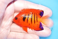 画像1: 【海水魚・ヤッコ】【通販】人工飼料OK♪【クリスマス島産】フレームエンゼル（M)(個体販売）（±6.5cm）No.12（生体）(海水魚) (1)