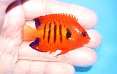 画像2: 【海水魚・ヤッコ】【通販】人工飼料OK♪【クリスマス島産】フレームエンゼル（M)(個体販売）（±6.5cm）No.12（生体）(海水魚) (2)