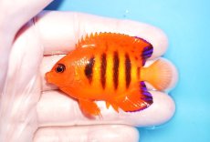 画像1: 【海水魚・ヤッコ】【通販】人工飼料OK♪【クリスマス島産】フレームエンゼル（M)(個体販売）（±6.5cm）No.13（生体）(海水魚) (1)