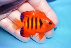 画像2: 【海水魚・ヤッコ】【通販】人工飼料OK♪【クリスマス島産】フレームエンゼル（M)(個体販売）（±6.5cm）No.13（生体）(海水魚) (2)